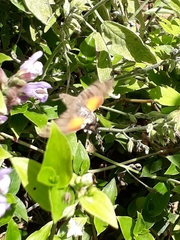 Macroglossum stellatarum