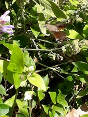 Macroglossum stellatarum