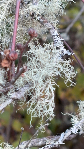 Usnea observed 2026-10-24