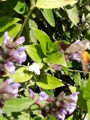 Macroglossum stellatarum