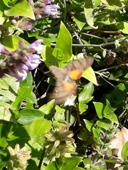Macroglossum stellatarum