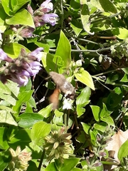 Macroglossum stellatarum