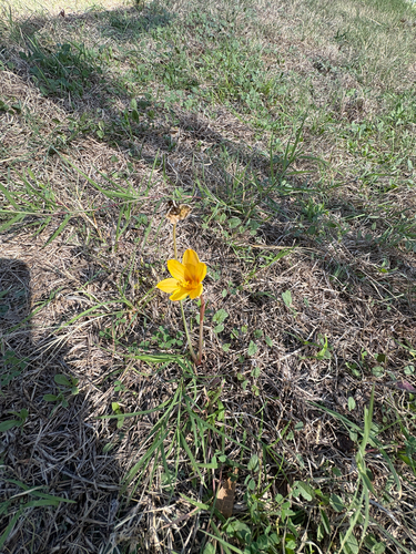Zephyranthes rosea observed 2026-10-24