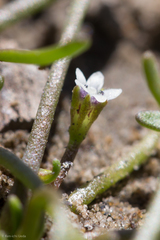Limosella acaulis