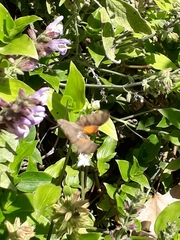 Macroglossum stellatarum