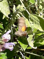 Macroglossum stellatarum