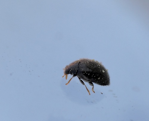 Stethorus