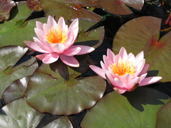Nymphaea × marliacea