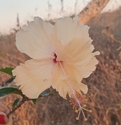 Hibiscus rosa-sinensis observed 2026-10-24