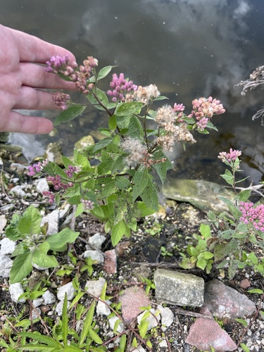 Pluchea odorata observed 2026-10-24