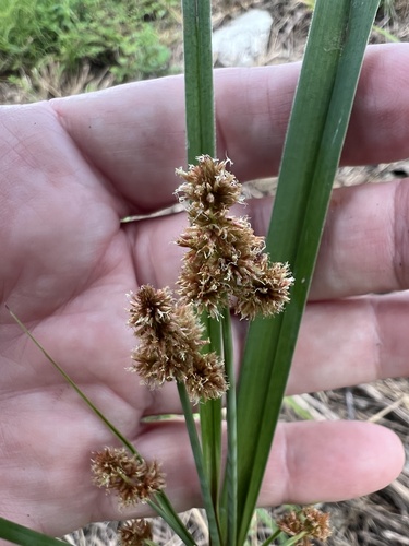 Cyperus ligularis observed 2026-10-24