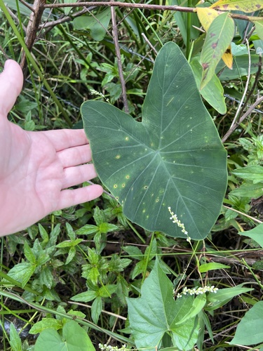 Colocasia esculenta observed 2026-10-24