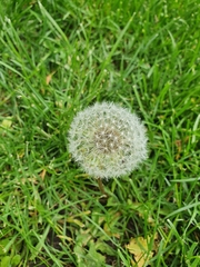 Taraxacum