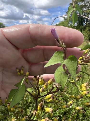 Ipomoea triloba observed 2026-10-24
