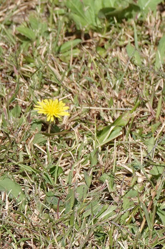 Erythrospermum observed 2026-10-07