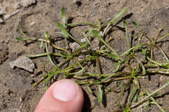 Limosella acaulis