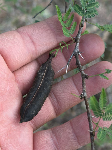 Vachellia farnesiana observed 2026-10-24