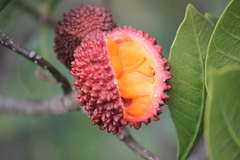 Tabernaemontana solanifolia