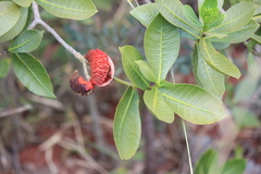 Tabernaemontana solanifolia