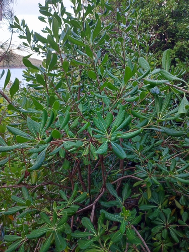 Pittosporum tobira observed 2026-10-22