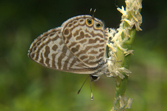 Leptotes plinius