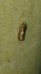 Eucopina tocullionana