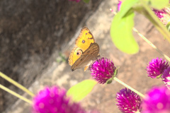 Junonia almana