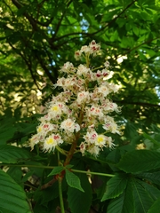Aesculus hippocastanum