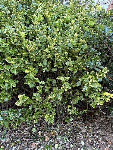 Euonymus japonicus observed 2026-10-24