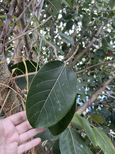 Ficus benghalensis observed 2026-10-24