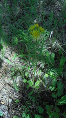 Crepis praemorsa