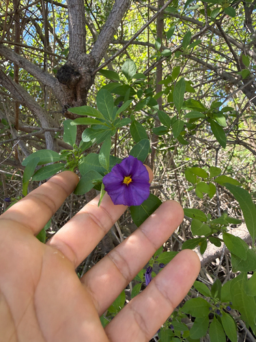 Lycianthes observed 2026-10-24