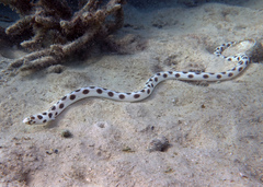 Myrichthys maculosus