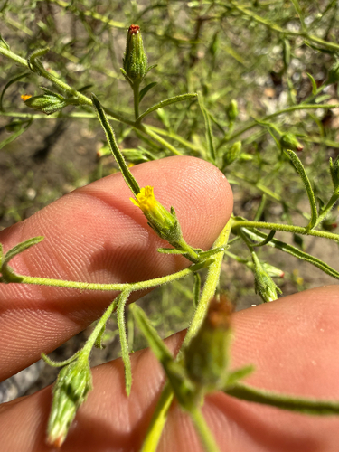Dittrichia graveolens, 2026-10-24