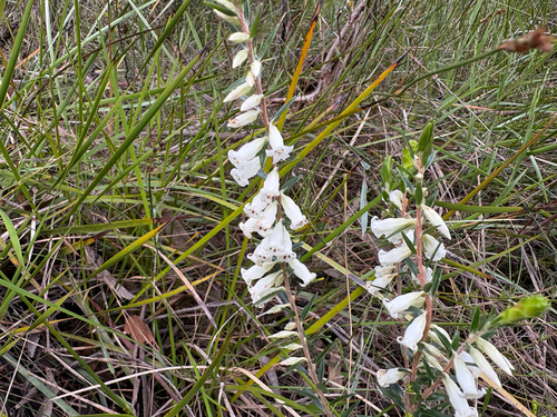 Epacris obtusifolia observed 2026-10-24