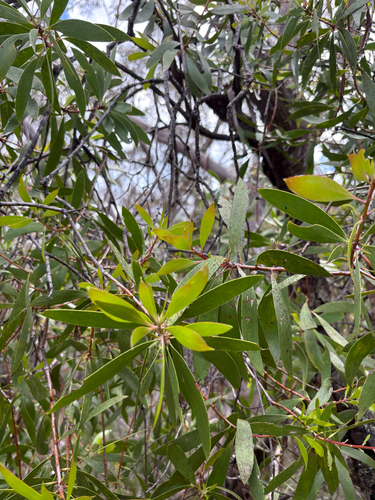 Persoonia levis observed 2026-10-24