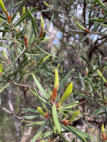 Leptospermum trinervium, 2026-10-24
