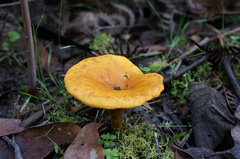 Austropaxillus muelleri