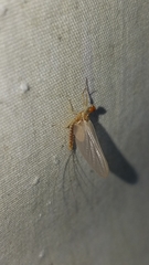 Ephemerella dorothea