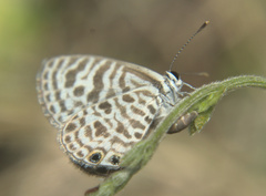 Leptotes plinius