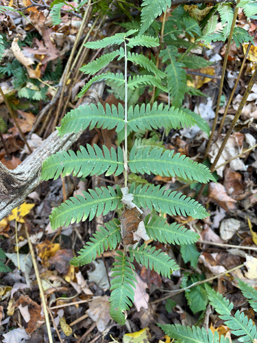 Dryopteris goldieana observed 2026-10-24