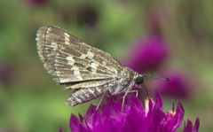 Taractrocera maevius