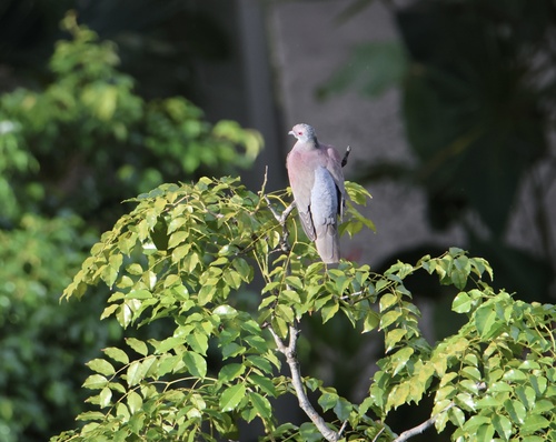 Patagioenas cayennensis, 2026-10-24
