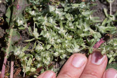 Psilocarphus brevissimus multiflorus