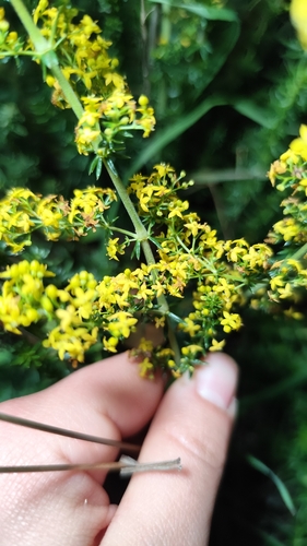 Galium verum observed 2026-10-24
