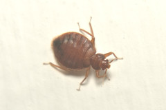 Cimex lectularius