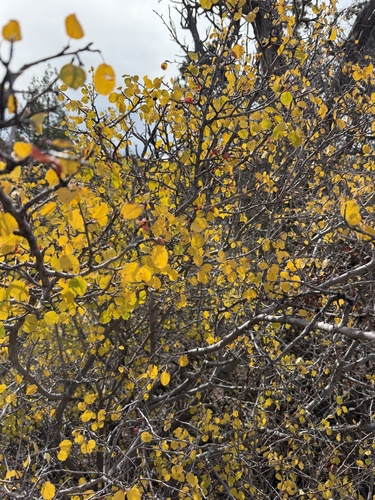 Amelanchier alnifolia, 2026-10-24