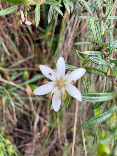 Rhytidosporum procumbens, 2026-10-24