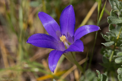 Brodiaea terrestris terrestris
