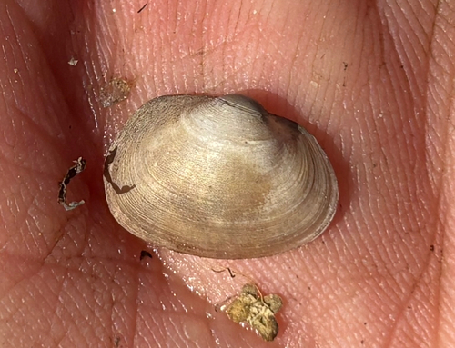 Sphaerium transversum, 2026-10-24